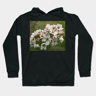 White Tree Flowers 3 Hoodie